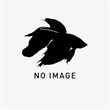 ネオンテトラの飼育記録（2022-12-04 15:00）の画像1枚目